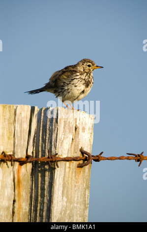 Meadow Pipit Anthus pratensis appollaiato su un palo da recinzione Isle of Mull Scotland Regno Unito Foto Stock