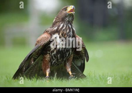 Un Harris Hawk o Harris's Hawk (Parabuteo unicinctus) durante una dimostrazione di falconeria in Inghilterra Foto Stock