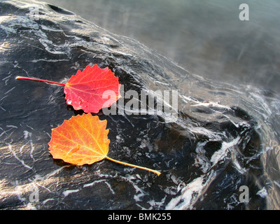 Foglie colorate isolato in pietra con gocce di acqua Foto Stock