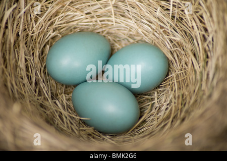 Close up di un Robin's Nest e le sue uova blu Foto Stock