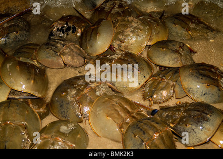 Il ferro di cavallo granchi (Limulus polyphemus) la deposizione delle uova sulle spiagge del Delaware. Noto anche come casco di granchi. Foto Stock