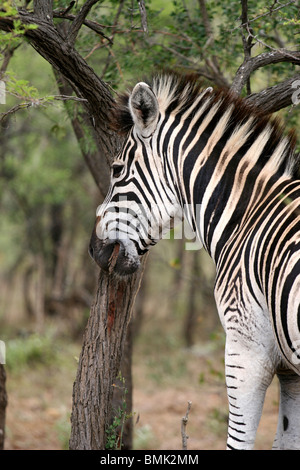 Zebra mangiare di corteccia di albero a Hluhluwe-Umfolozi Game Reserve, Zululand, KwaZulu-Natal, in Sudafrica. Foto Stock