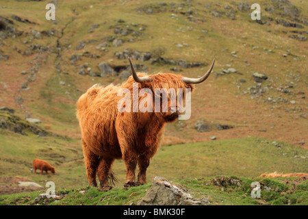Highland mucca in piedi su una collina in Cumbria, nel Regno Unito. Foto Stock