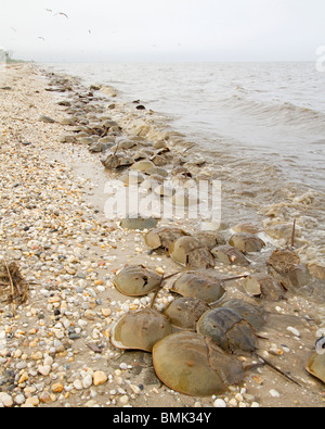 Il ferro di cavallo granchi (Limulus polyphemus) la deposizione delle uova sulle spiagge del Delaware. Noto anche come casco di granchi. Foto Stock