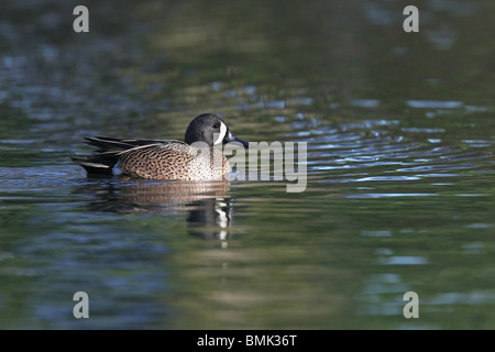 Adulto maschio blu-winged teal nuoto in acque tranquille Foto Stock