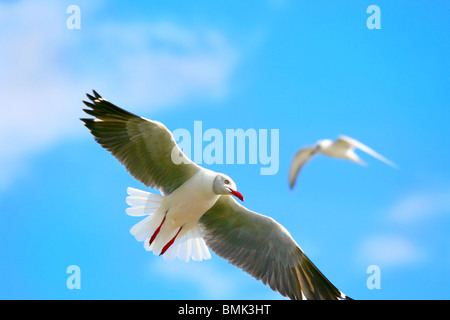 Seagull, volare in alto nel cielo blu sopra il lago Naivasha. L'Africa. Kenya Foto Stock