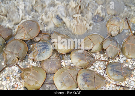 Il ferro di cavallo granchi (Limulus polyphemus) la deposizione delle uova sulle spiagge del Delaware. Noto anche come casco di granchi. Foto Stock