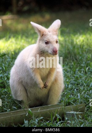 ALBINO BENNETT'S WALLABY a lunghezza piena di erba VERTICALE DI BDB Foto Stock