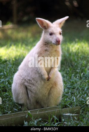 ALBINO BENNETT'S WALLABY a lunghezza piena di erba VERTICALE DI BDB Foto Stock