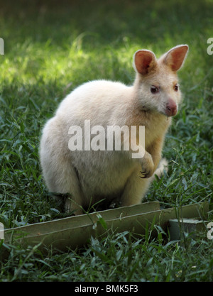 ALBINO BENNETT'S WALLABY a lunghezza piena di erba VERTICALE DI BDB Foto Stock