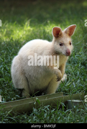 ALBINO BENNETT'S WALLABY a lunghezza piena di erba VERTICALE DI BDB Foto Stock