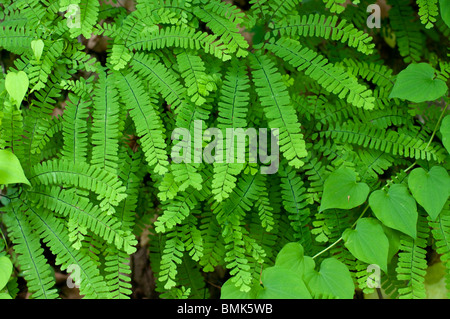 Maidenhair Fern Foto Stock