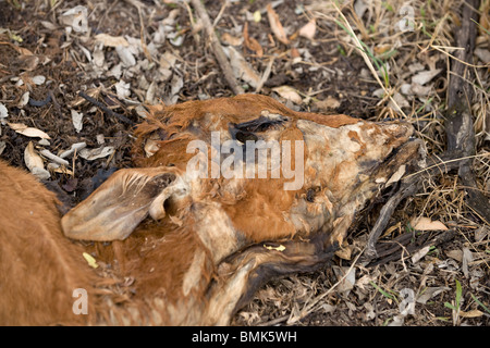 Close-up di vacche morte sul terreno, Tanzania Africa Foto Stock