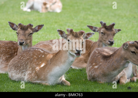 Un gruppo di giovani daini cervi in appoggio all'ombra. Foto Stock