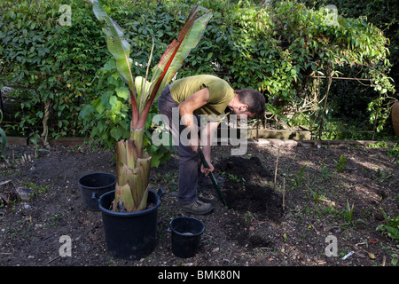 Giovane uomo di piantare un giovane Ensete Ventricosum banana Foto Stock