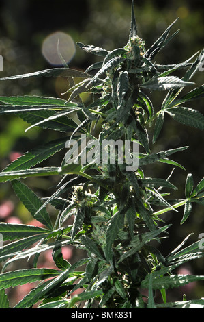 La legalizzazione della marijuana, (Cannabis sativa), per usi medicinali sarà su di lui in ballottaggio Arizona, USA, nel novembre. Foto Stock