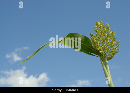 Etiopia: inferiore Omo river basin, Kotrouru, un villaggio Kwego, sorgo Foto Stock