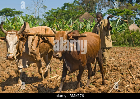 Il contadino ara il suo campo con due buoi e aratro in legno in montagna tra Jima e Bonga, Etiopia. Foto Stock