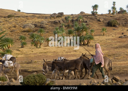 Un Pastore etiope si muove la sua mandria di pack asini lungo il sentiero sterrato nei pressi del parco nazionale di Sirmien in Etiopia, Africa. Foto Stock