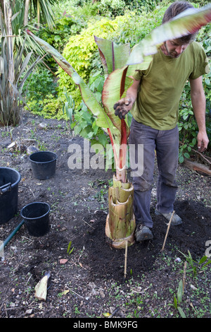 Giovane uomo di piantare un giovane Ensete Ventricosum banana Foto Stock