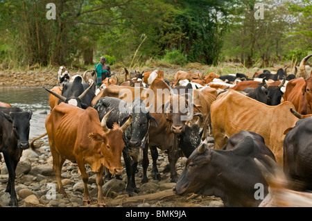 Etiopia, regione dell'Omo, Kibish village. Suri (Surma) tribù ragazzi immobilizzare i bovini sul fiume. Foto Stock