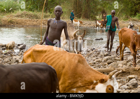 Etiopia, regione dell'Omo, Kibish village. Suri (Surma) tribù ragazzi immobilizzare i bovini sul fiume. Foto Stock