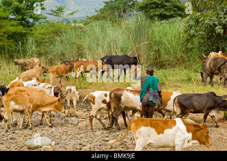 Etiopia, regione dell'Omo, Kibish village. Suri (Surma) tribù ragazzi immobilizzare i bovini sul fiume. Foto Stock