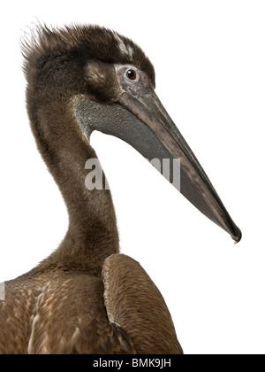Close-up headshot di giovani di rosa-backed Pelican, 2 mesi di età, in piedi di fronte a uno sfondo bianco Foto Stock