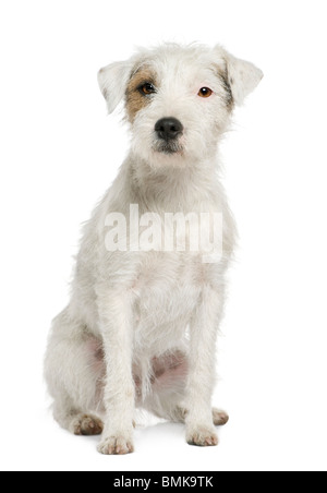 Parson Russell Terrier seduto davanti a uno sfondo bianco Foto Stock