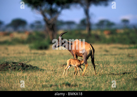 Africa, Kenia Masai Mara Game Reserve. Baby Topi infermieristica (Damaliscus korrigum) Foto Stock