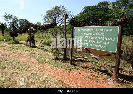 20.000 i bracconieri insidie presenti a Mlilwane Wildlife Sanctuary, dello Swaziland. Foto Stock