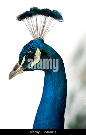 Close-up del maschio Peafowl Indiano di fronte a uno sfondo bianco Foto Stock