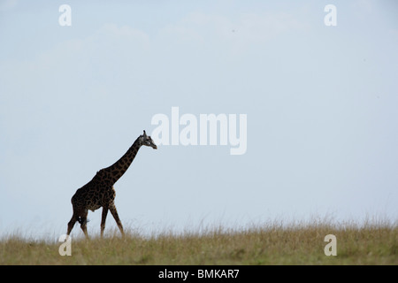 La giraffa profilarsi all'alba, Giraffa camelopardalis tippelskirchi, Masai Mara Game Reserve, Kenya, Africa Foto Stock