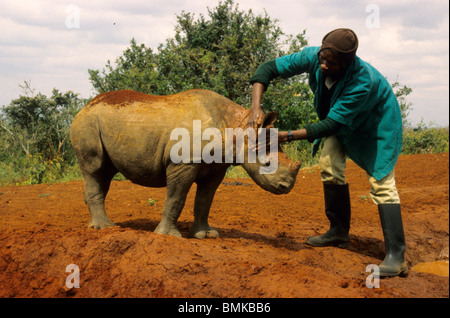 Kenya: il Parco Nazionale di Nairobi, 'SCUD,' bambini orfani rinoceronte nero sotto la cura di Daphne Sheldrick, Foto Stock