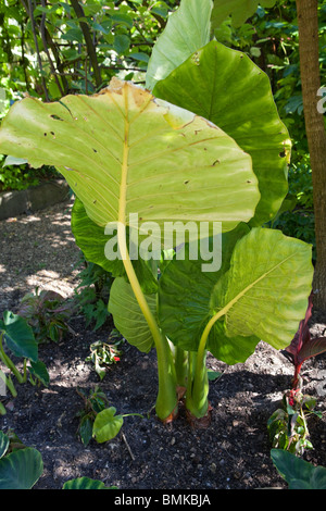 Odora Alocasia (montante elefanti orecchie) Foto Stock