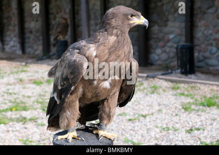 Aquila nelle catene all'Suncar Falcon farm, Alma Ata, Kazakistan Foto Stock