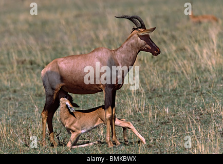 Africa,Kenya,Masai Mara. A topi (Damaliscus korrigum) con vitello infermieristica. Foto Stock