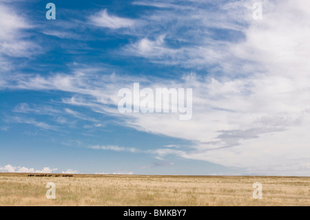 Azienda agricola nella steppa. Das Tamagaly, Kazakistan Foto Stock