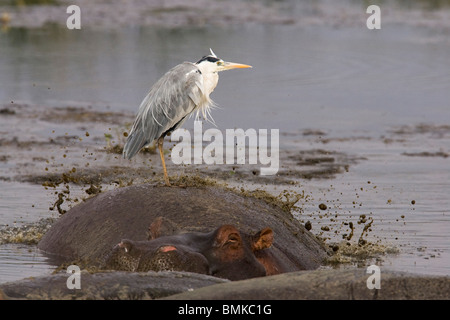 Airone cenerino, Ardea cinerea, volare basso attorno alle zone umide. Lake Nakuru, Kenya. Foto Stock