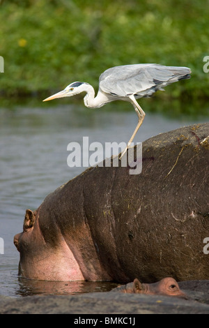 Airone cenerino, Ardea cinerea, volare basso attorno alle zone umide. Lake Nakuru, Kenya. Foto Stock