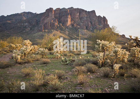 Saguaro e Teddy bear cholla cactus a Superstition Mountains, vicino a Apache Junction, Arizona. Foto Stock