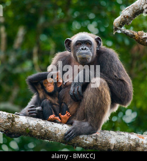 Uno scimpanzé femmina con baby, Conkouati-Douli National Park, Repubblica del Congo. Foto Stock