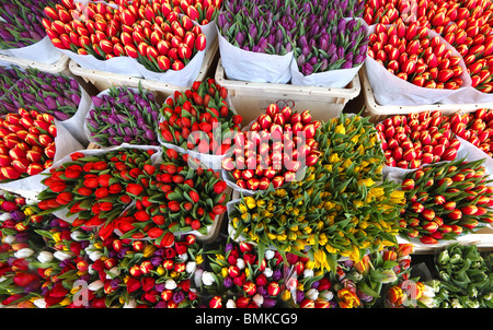 I tulipani in vendita presso il mercato dei fiori di Amsterdam, Olanda. Foto Stock