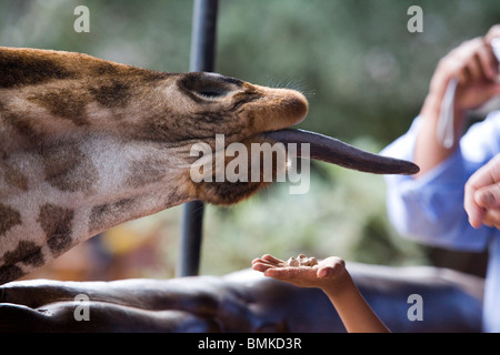 Africa, Kenya, Nairobi. Bambino alimenta una giraffa Rothschild (G.c. rothschildi) al centro delle Giraffe. Foto Stock