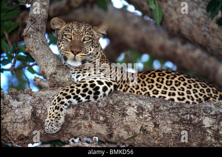 L'Africa. Kenya. Masai Mara. Leopard (Panthera pardus) il peering da un albero. Foto Stock