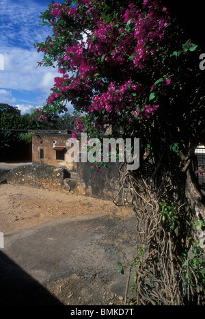 Africa Kenya Mombasa mattina sole illumina coperto di fiori all'interno del traliccio Fort Jesus una fortezza costruita dai mercanti Portoghesi nel 1593 Foto Stock