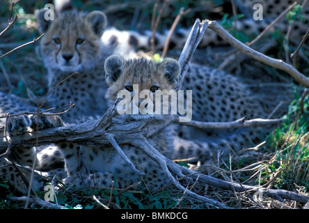 Africa, Kenia Masai Mara Game Reserve, cuccioli di ghepardo (Acinonyx jubatas) resto accanto al ramo di albero sulla savana Foto Stock