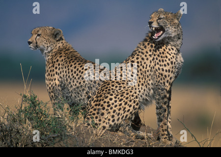 Africa, Kenia Masai Mara Game Reserve, femmina adulta ghepardo (Acinonyx jubatas) seduta con i cuccioli che si affacciava sulla savana Foto Stock