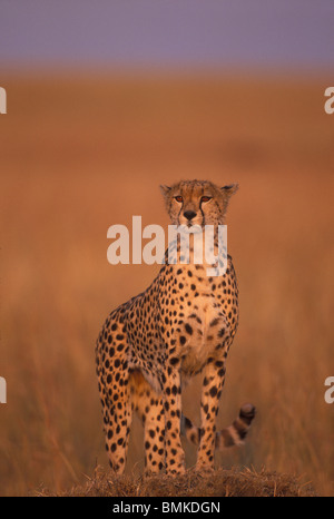 Africa, Kenia Masai Mara Game Reserve, femmina adulta ghepardo (Acinonyx jubatas) indagini savana dalla cima di termite mound Foto Stock