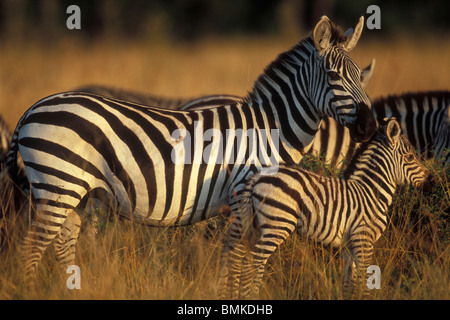 Africa, Kenia Masai Mara Game Reserve. Le pianure Zebra (Equus burchelli) e vitello in erba alta sulla savana di sunrise Foto Stock